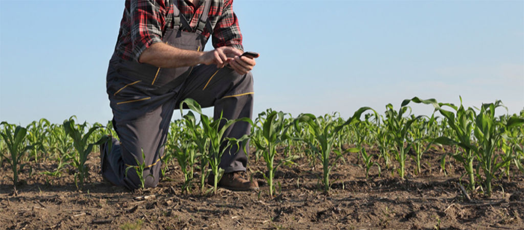 farmer monitoring field